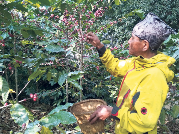 Coffee Farm Projekt